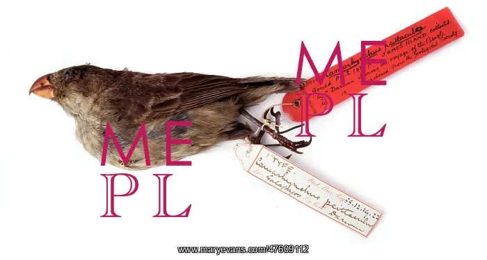 : Camarhynchus psittacula, large tree finch : Camarhynchus psittacula, large tree finch