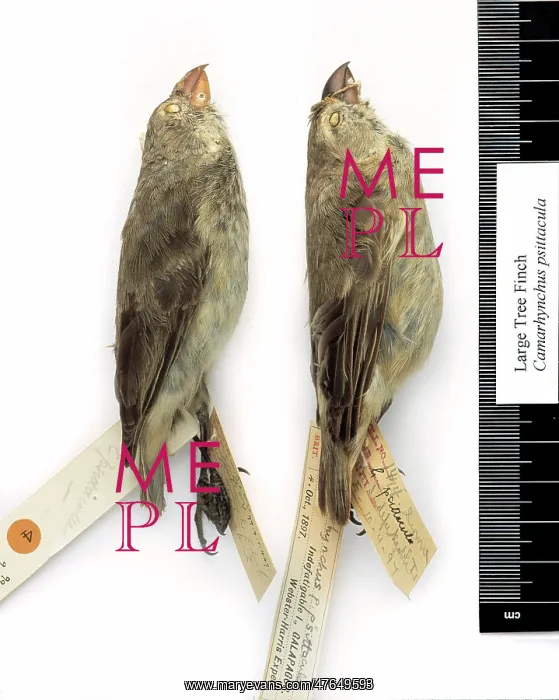 : Camarhynchus psittacula, large tree finch : Camarhynchus psittacula, large tree finch