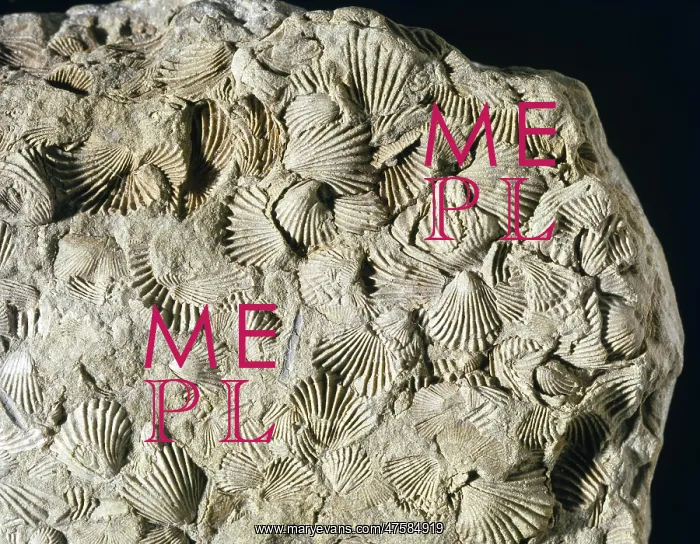 : Camarotoechi, brachiopod : Camarotoechi, brachiopod