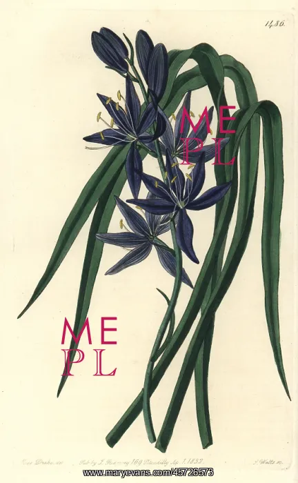 : Camash, Camassia quamash : Camash, Camassia quamash