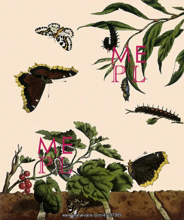 : Camberwell Beauty and Magpie : Camberwell Beauty and Magpie