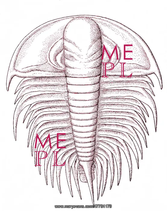 : Cambrian Arthropod : Cambrian Arthropod