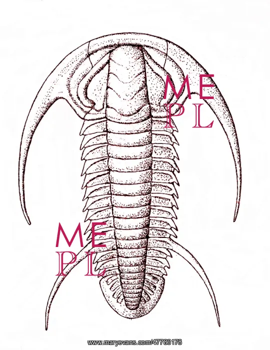 : Cambrian Arthropod : Cambrian Arthropod