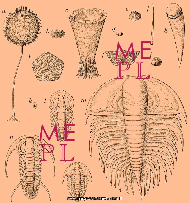 : Cambrian Fauna : Cambrian Fauna