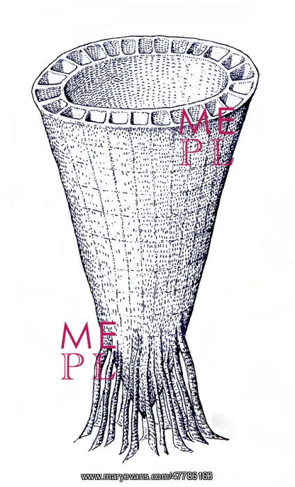 : Cambrian Fauna : Cambrian Fauna