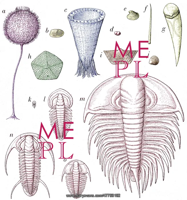 : Cambrian Fauna : Cambrian Fauna