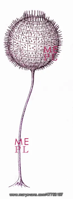 : Cambrian Fauna : Cambrian Fauna
