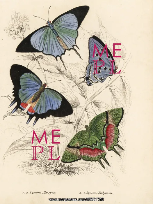 : Cambridge blue and odd-spot blue butterflies : Cambridge blue and odd-spot blue butterflies