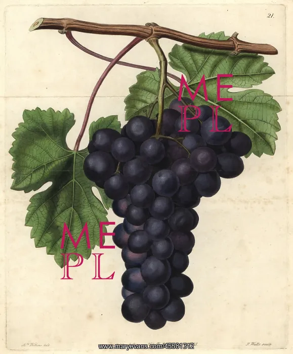 : Cambridge Botanic Garden grape, Vitis vinifera : Cambridge Botanic Garden grape, Vitis vinifera