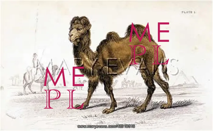 : CAMEL / BACTRIAN 1835 : CAMEL / BACTRIAN 1835