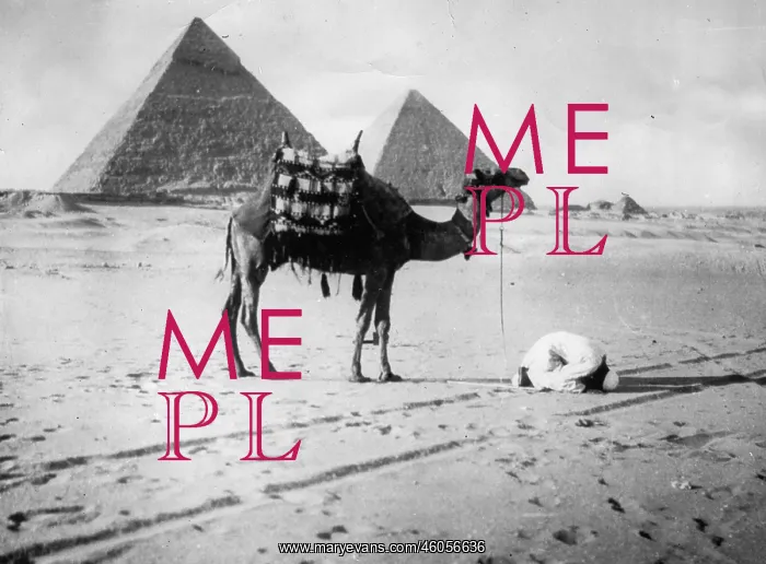 : The camel and the believer : The camel and the believer