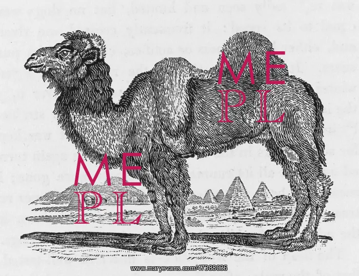 : Camel (Bewick) : Camel (Bewick)