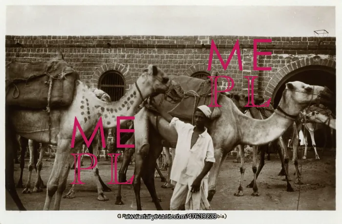  : Camel caravan, Aden