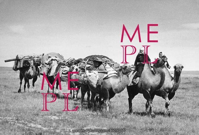 : Camel caravan, North Gobi, Mongolia : Camel caravan, North Gobi, Mongolia