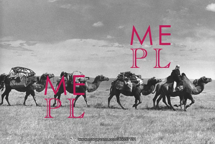 : Camel caravan, North Gobi, Mongolia : Camel caravan, North Gobi, Mongolia
