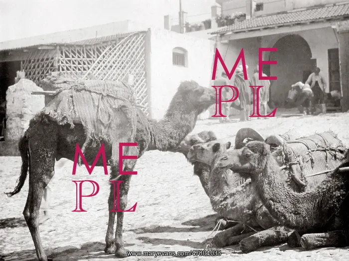  : Camel caravan at rest, Tangier, Morocco, c.1900