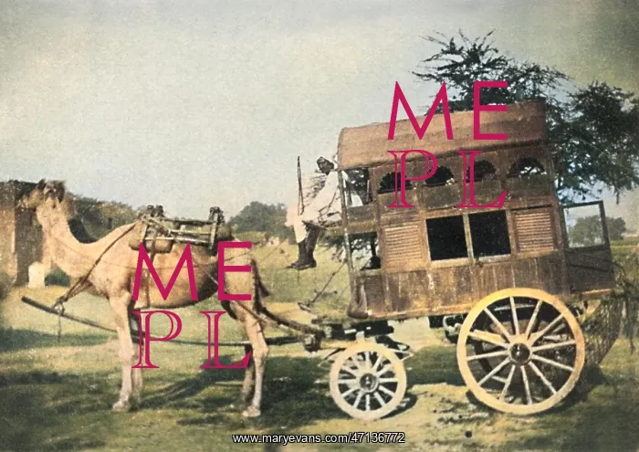  : Camel-drawn vehicle, India