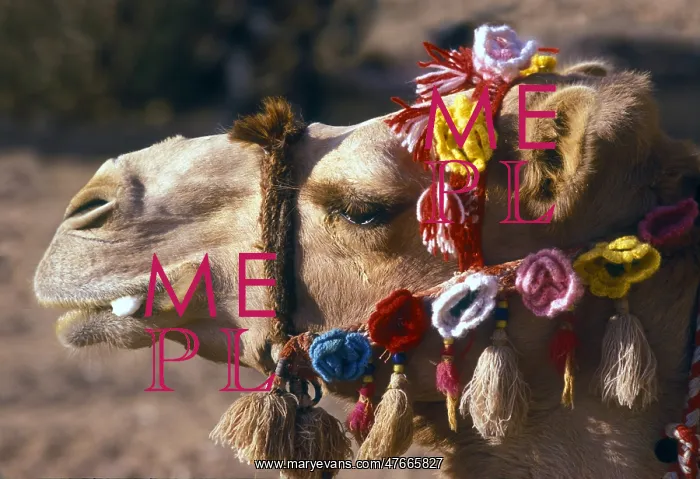 : Camel with flowered bridle, Jordan : Camel with flowered bridle, Jordan