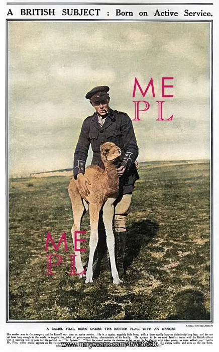 : A camel foal with a British officer, WW1 : A camel foal with a British officer, WW1