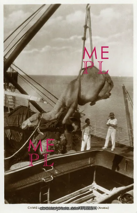 : Camel being hoisted onto a ship, Aden : Camel being hoisted onto a ship, Aden
