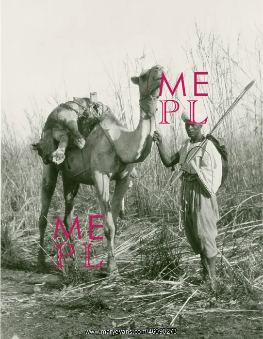 : On the back of a camel the hunting lioness is carried : On the back of a camel the hunting lioness is carried