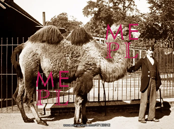  : Camel and keeper (probably London Zoo), Victorian period