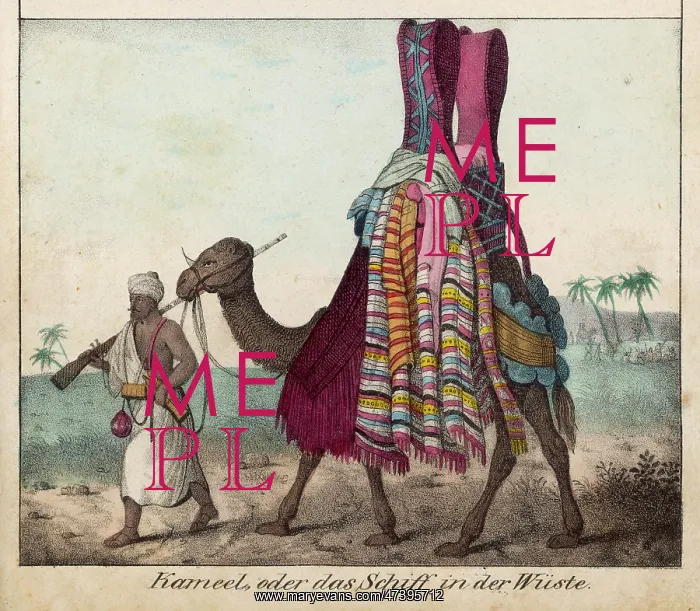 : Camel and Ladies : Camel and Ladies