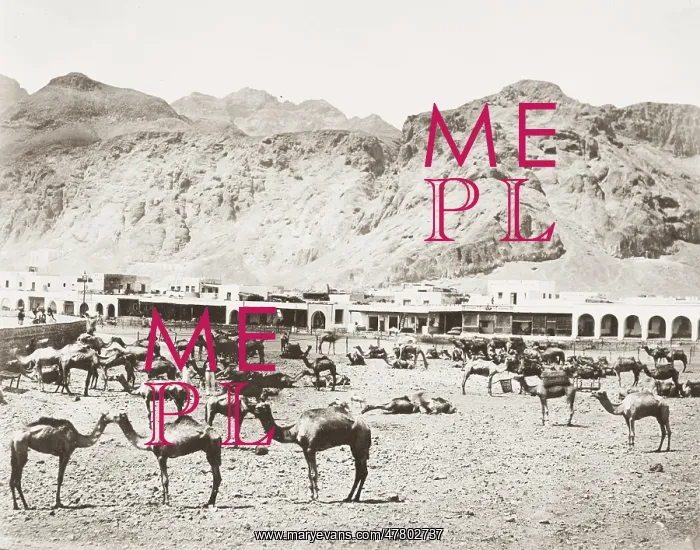  : Camel market, Aden, Yemen