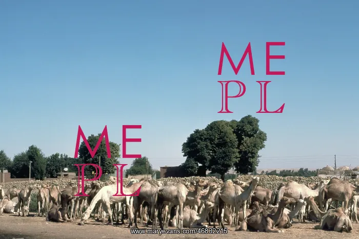 : Camel market, Edfu, Egypt : Camel market, Edfu, Egypt