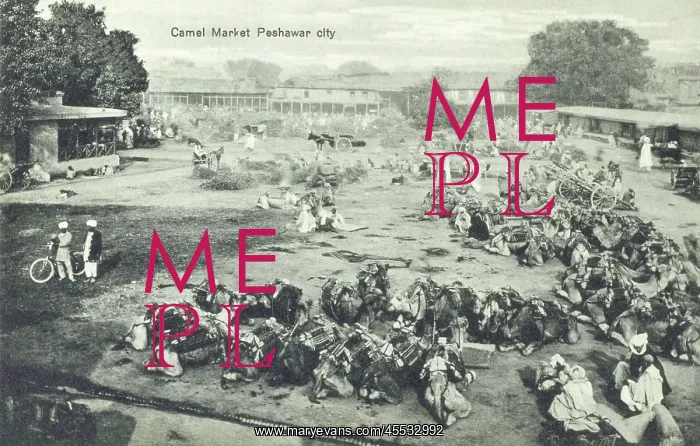 : Camel Market, Peshawar, Pakistan : Camel Market, Peshawar, Pakistan