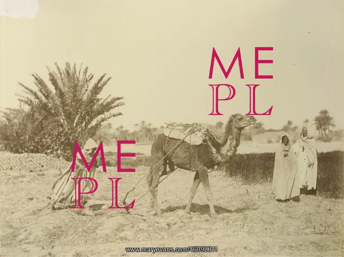 : Camel with plow.Algiers. Algeria. Journey to : Camel with plow.Algiers. Algeria. Journey to