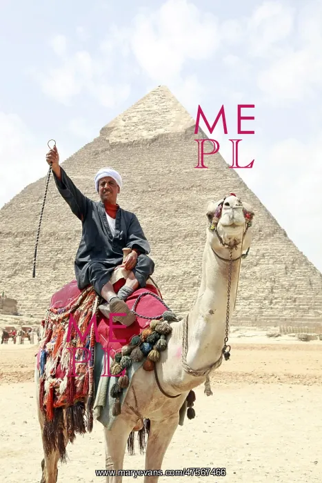 : Camel and Pyramid of Khafre in Cairo, Egypt : Camel and Pyramid of Khafre in Cairo, Egypt