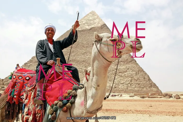 : Camel and Pyramid of Khafre in Cairo, Egypt : Camel and Pyramid of Khafre in Cairo, Egypt