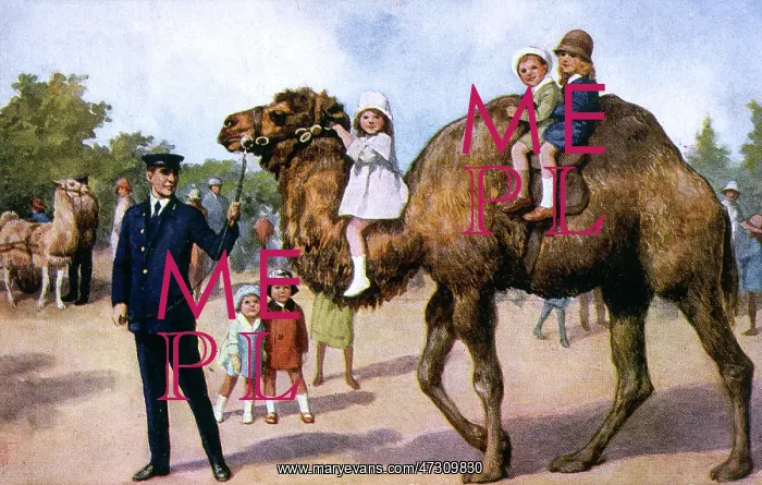 : CAMEL RIDE IN ZOO : CAMEL RIDE IN ZOO