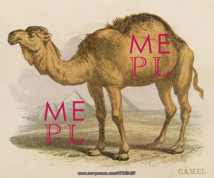  : Camel - Scrapbook - circa 1880