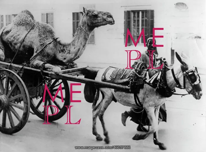 : Camel is sitting on a cart : Camel is sitting on a cart