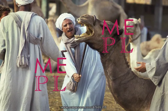 : Camel traders Birqash, Cairo, Egypt : Camel traders Birqash, Cairo, Egypt