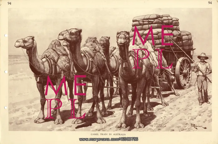 : Camel Train in Australia, by J Macfarlane : Camel Train in Australia, by J Macfarlane