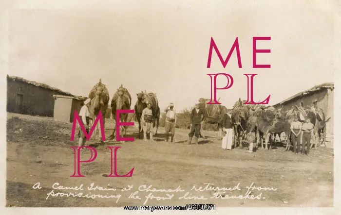 : Camel train at Cannakale, Turkey - Chanak Crisis : Camel train at Cannakale, Turkey - Chanak Crisis