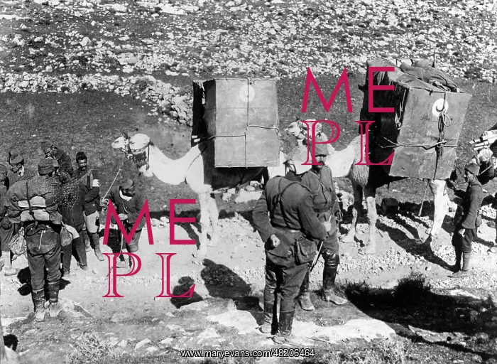 : Camel train in the first world war, 1917 : Camel train in the first world war, 1917