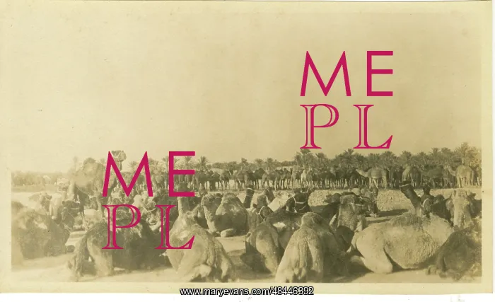  : Camel Unit, Basra, Iraq, WW1
