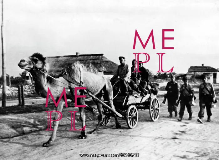 : Camel wagon on the Mius-Front, 1943 : Camel wagon on the Mius-Front, 1943