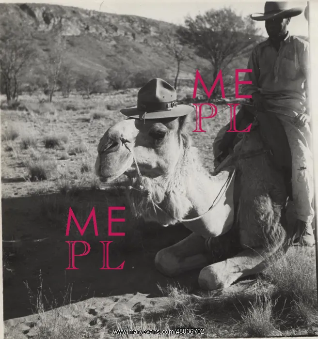 : Camel wearing scout hat, Australia : Camel wearing scout hat, Australia