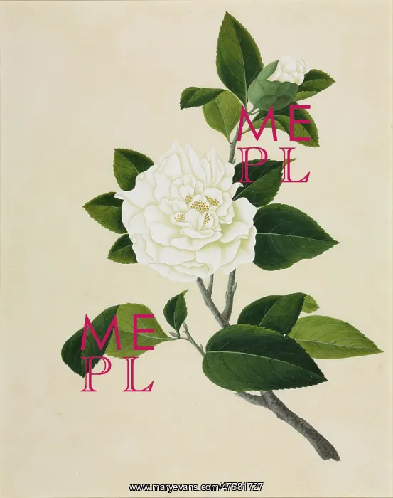 : Camelia cv : Camelia cv