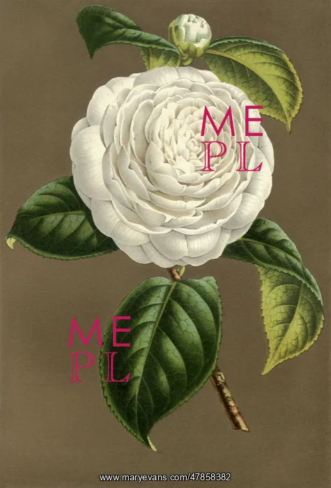  : Camelia Planipetalia