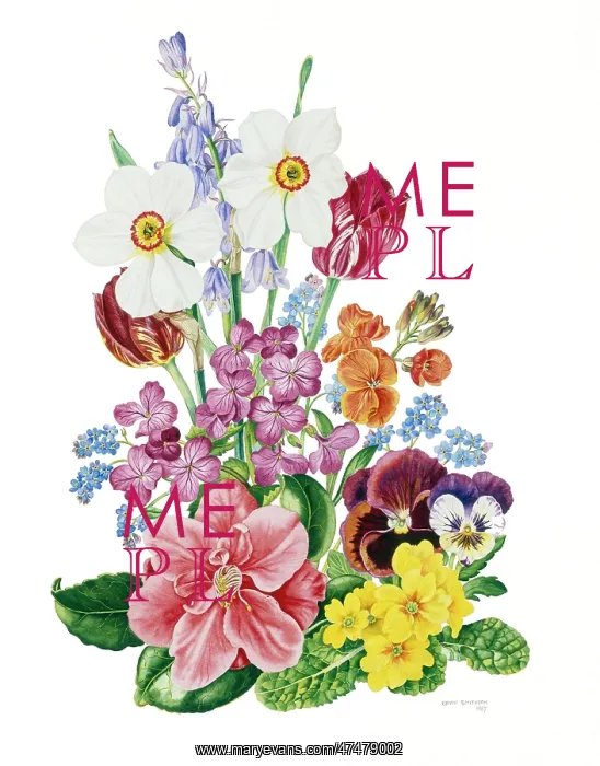 : Camelia, Primroses, Narcissi, etc : Camelia, Primroses, Narcissi, etc