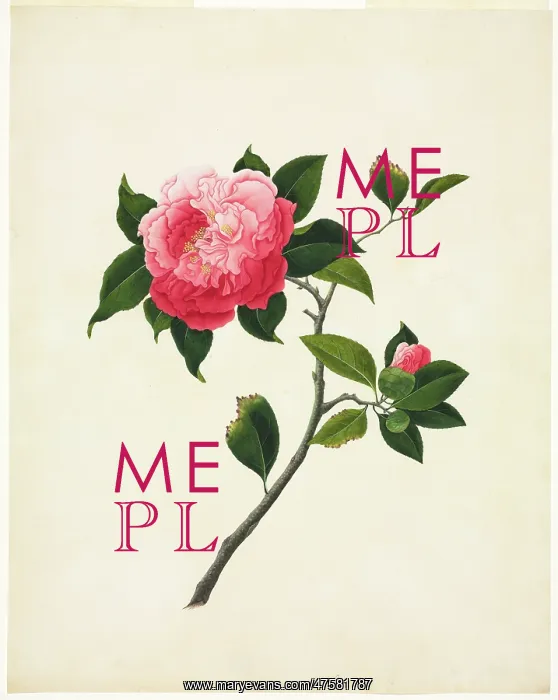 : Camelia sp. camelia : Camelia sp. camelia