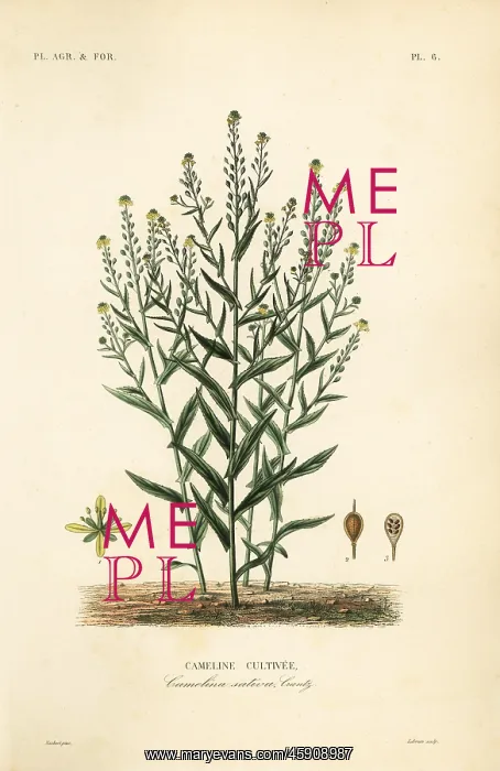 : Camelina or false flax, Camelina sativa : Camelina or false flax, Camelina sativa