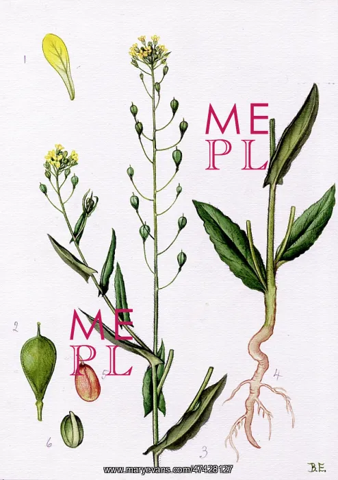  : Camelina sativa