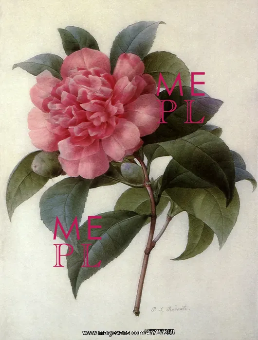  : Camellia